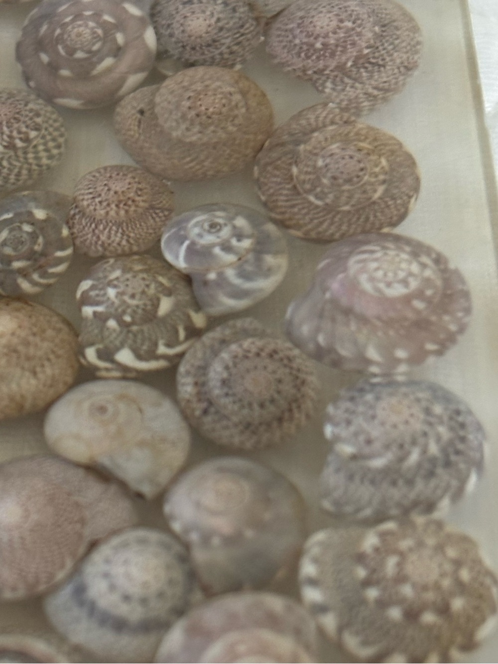 Seashell Acrylic Picture Frame 🐚 - Picture 10 of 12